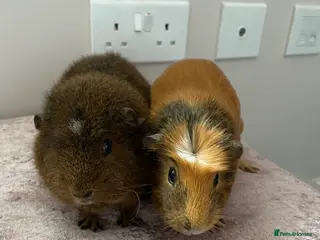 Guinea Pig rodents Female guinea pig in Stonehouse - Advert 6