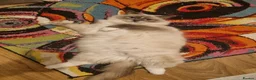 Ragdoll cats for sale: Ragdoll Bicollor kitten  - Advert 7