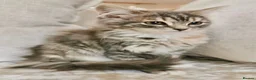 Maine Coon cats for sale: Blue & Cream Maine Coon Girl - Advert 2