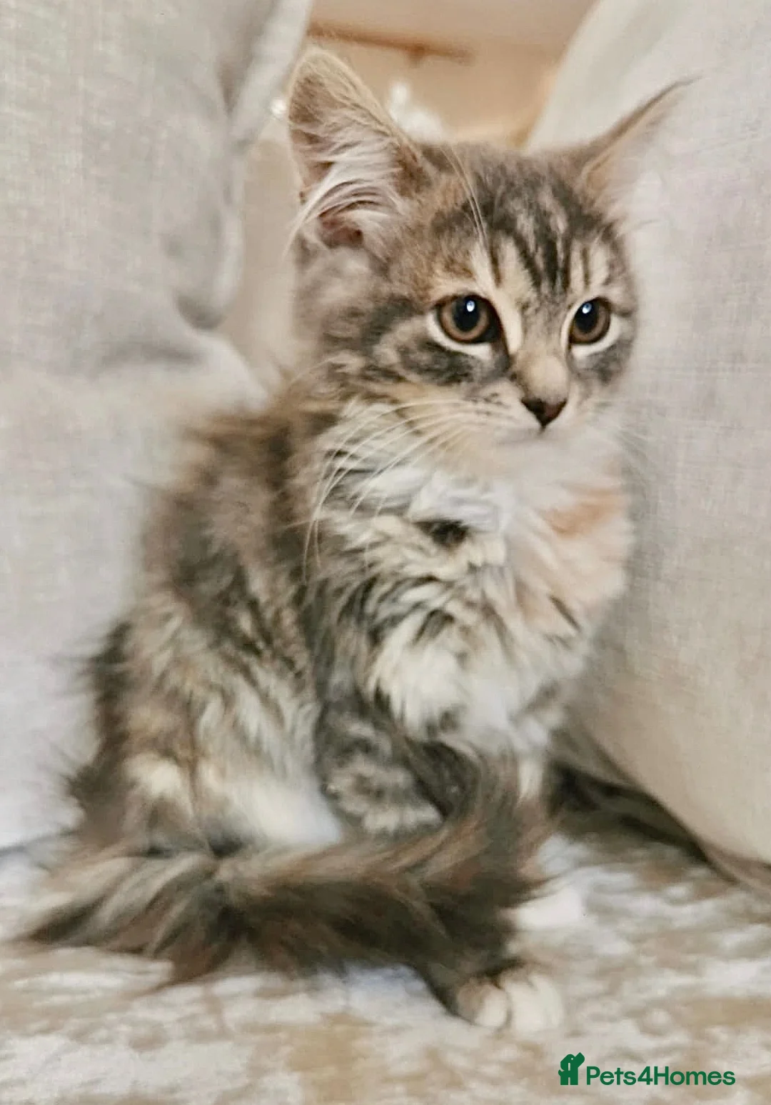 Maine Coon cats for sale: Blue & Cream Maine Coon Girl - Advert 2