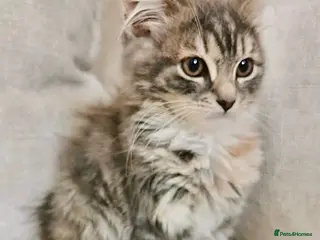 Maine Coon cats Blue & Cream Maine Coon Girl - Advert 11