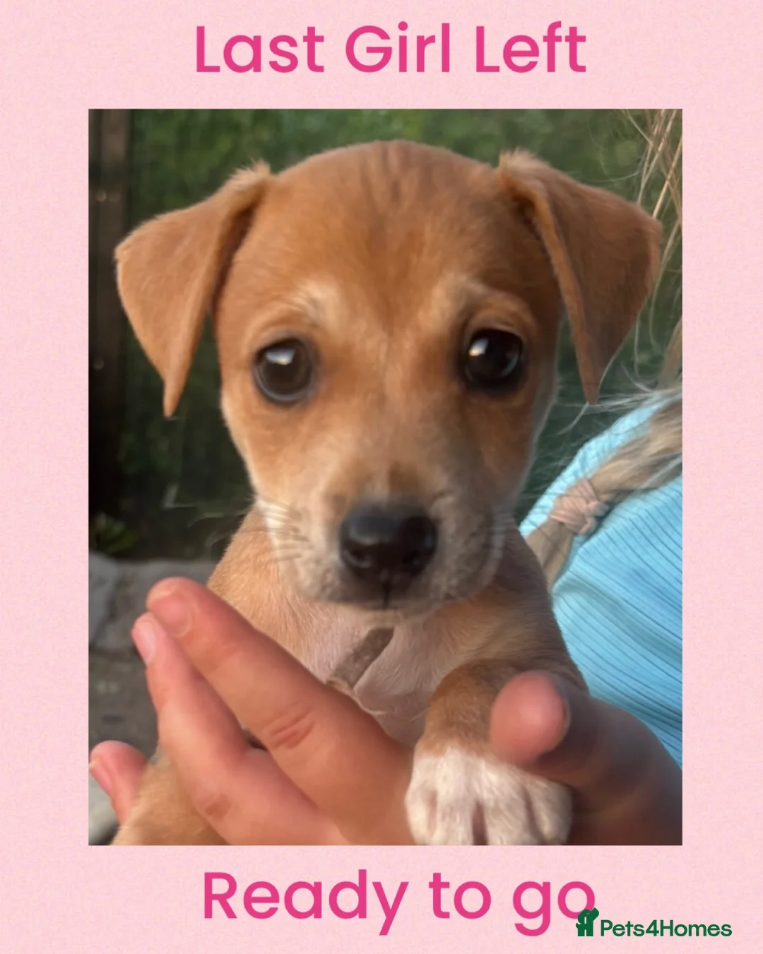 Jack Russell dogs for sale: 🐶 Beautiful 10-Week-Old Female Jack Russel Puppy - Advert 1