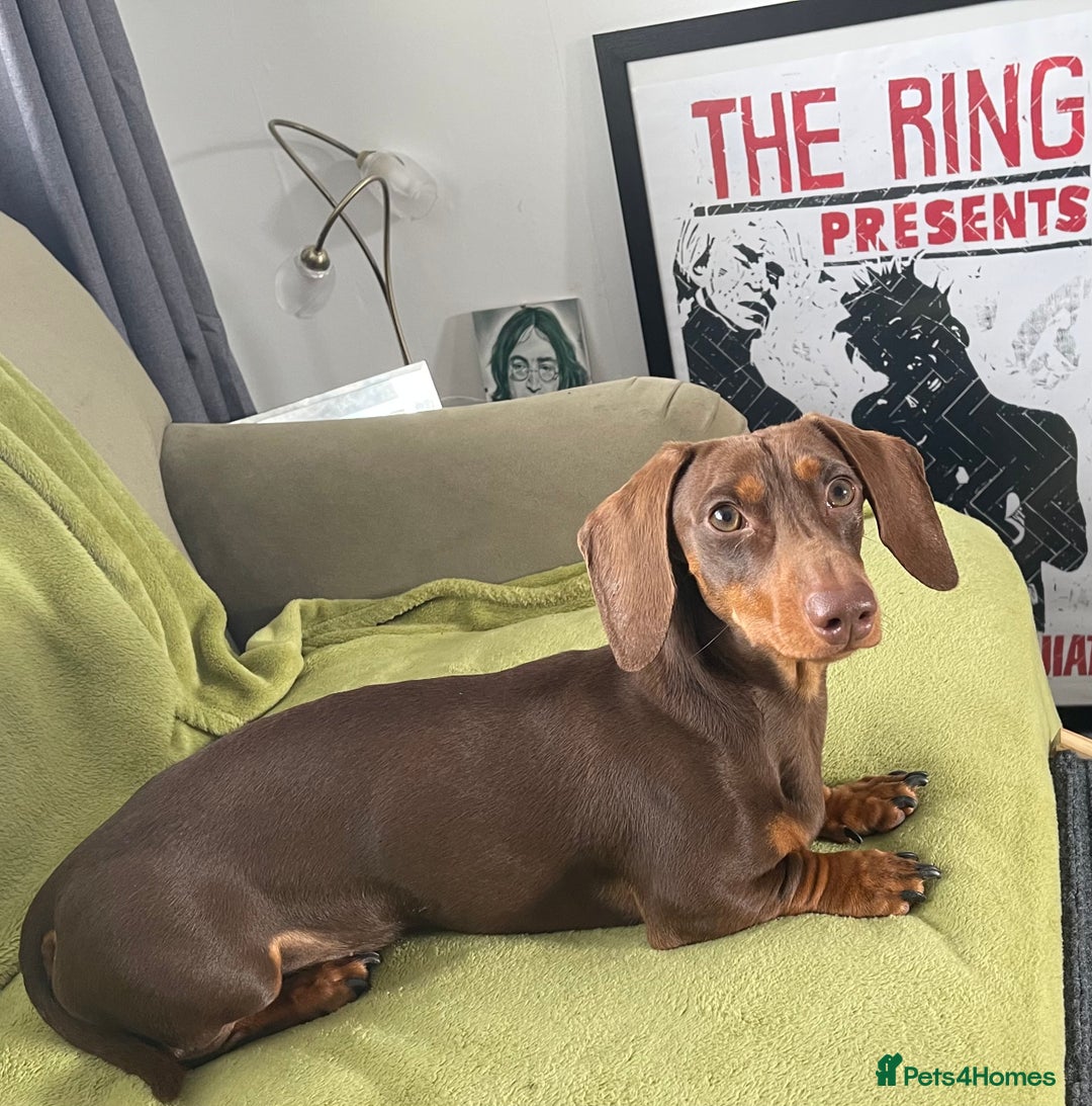 Miniature Dachshund dogs for stud: K.C. Registered Miniature Dachshund  - Advert 4