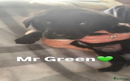 Mixed Breed dogs for sale: 10 RARE hybrid huskypoo’s!!! - Image 17