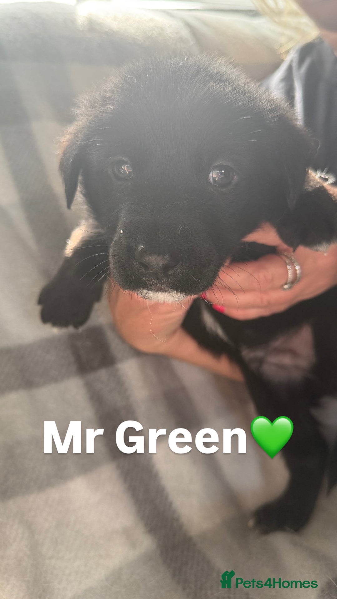 Mixed Breed dogs for sale: 10 RARE hybrid huskypoo’s!!! - Image 17