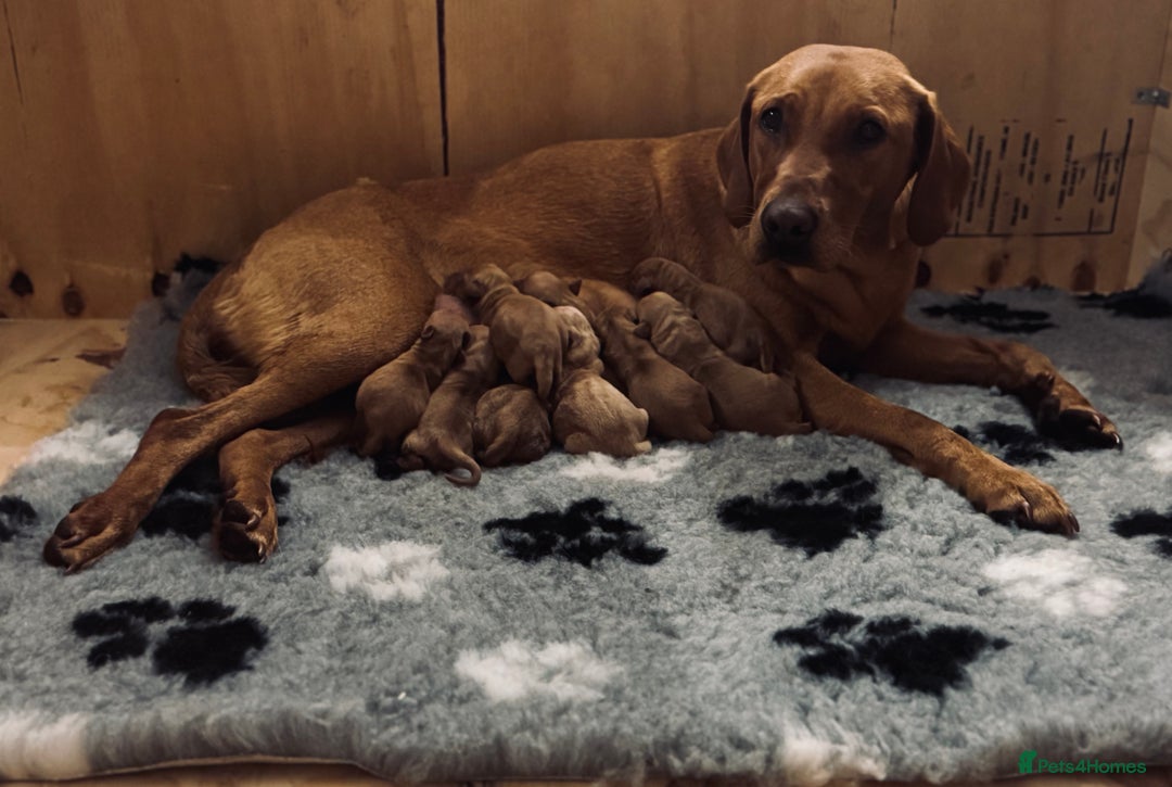 Labrador Retriever dogs for sale: Red Fox Lab Puppies,  - Advert 8