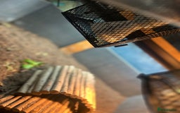 Tortoise reptiles for sale: Sulcata tortoises needs a new home - Image 3