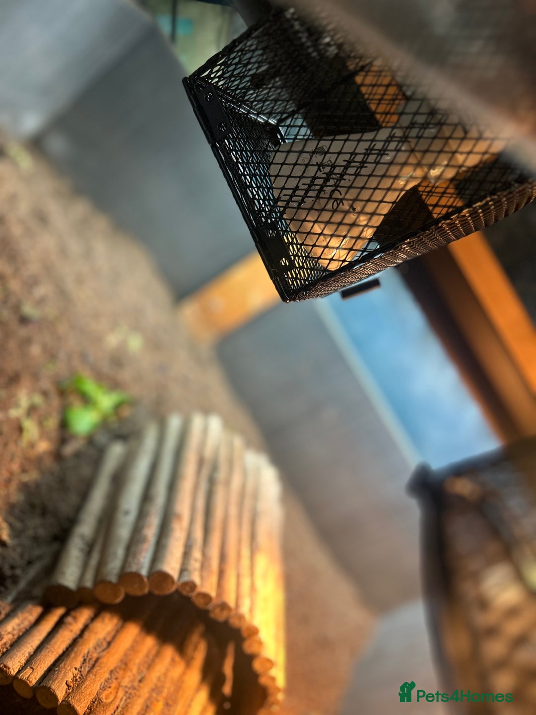 Tortoise reptiles for sale: Sulcata tortoises needs a new home - Image 3