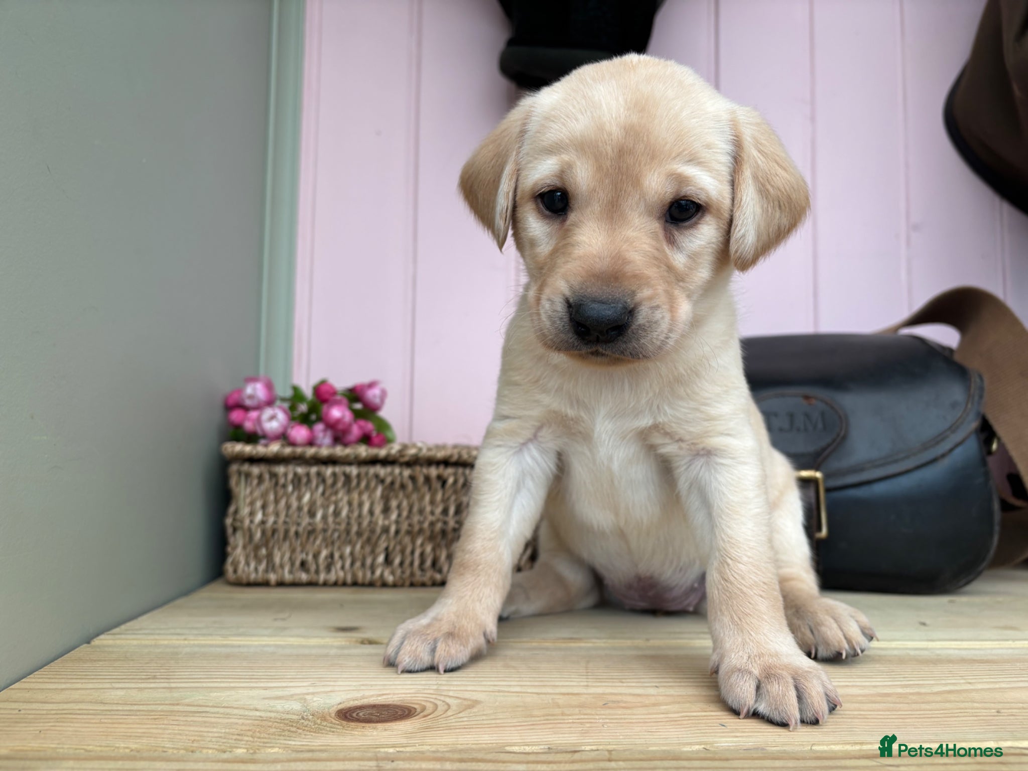 Labrador Retriever dogs Wonderful Labrador Pups - Advert 2