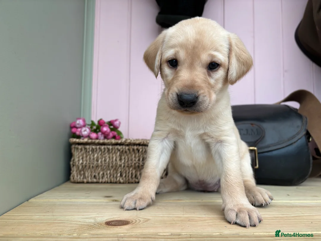 Labrador Retriever dogs for sale: Wonderful Labrador Pups in Stourbridge - Advert 2
