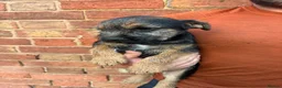 Border Terrier dogs for sale: 1x Border Terrier boy pup for sale  - Advert 3