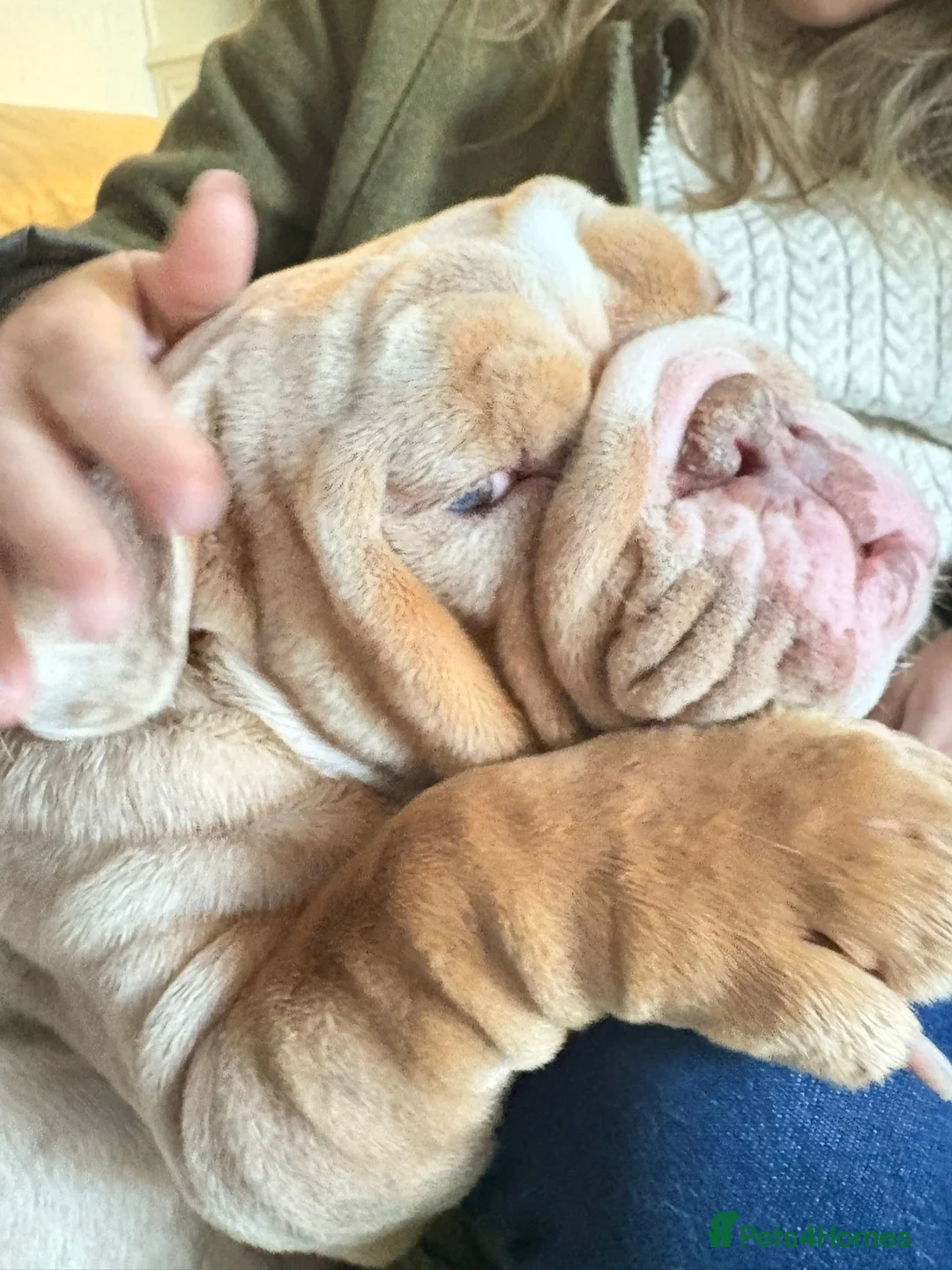 English Bulldog dogs for sale: English bulldog  - Advert 20