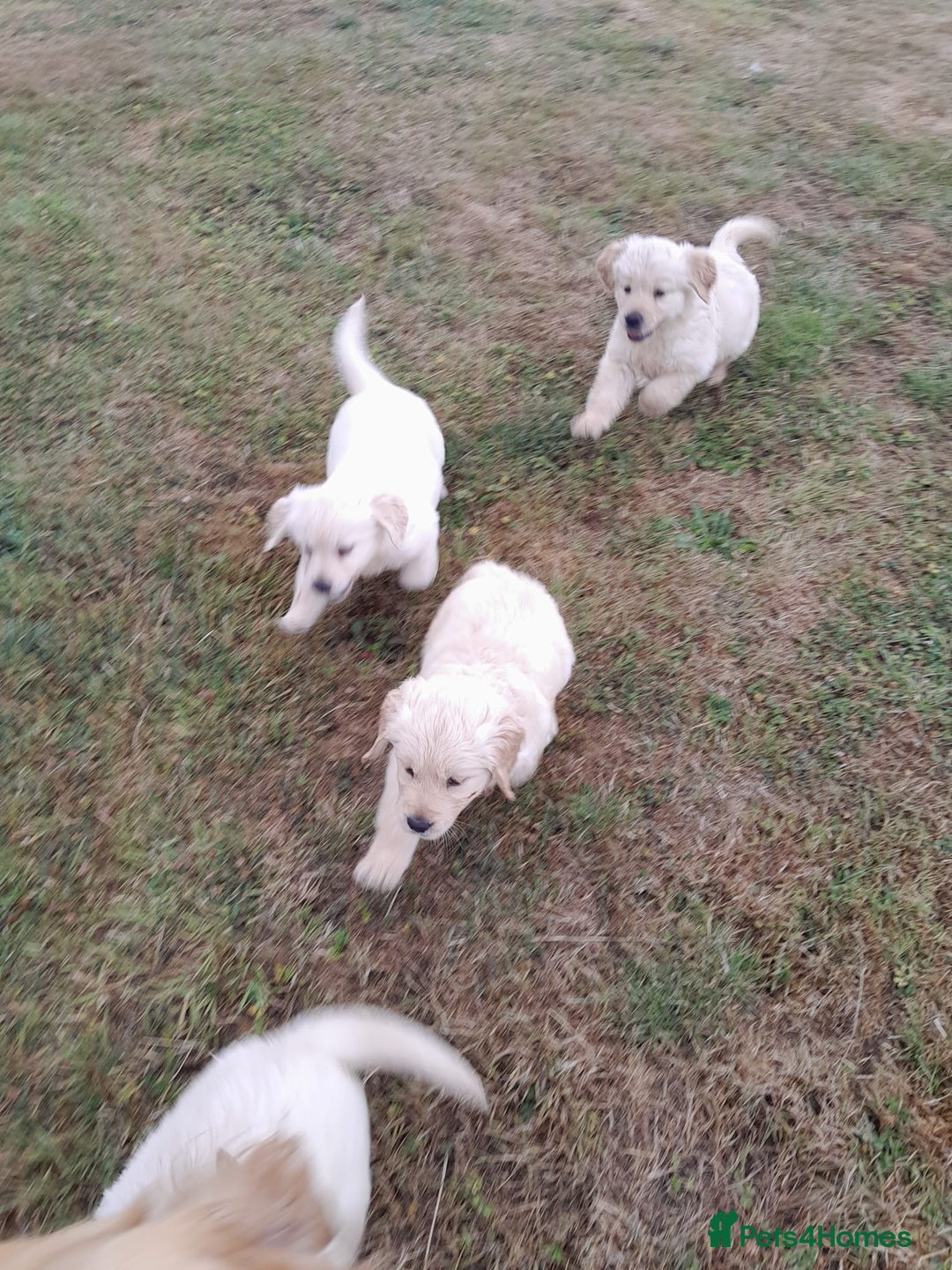 Golden Retriever dogs for sale: Gorgeous Golden Retrievers 8 weeks old H/Tested  - Image 10