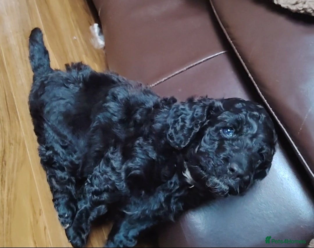 Cockapoo dogs for sale: F3 cockapoo  - Image 10