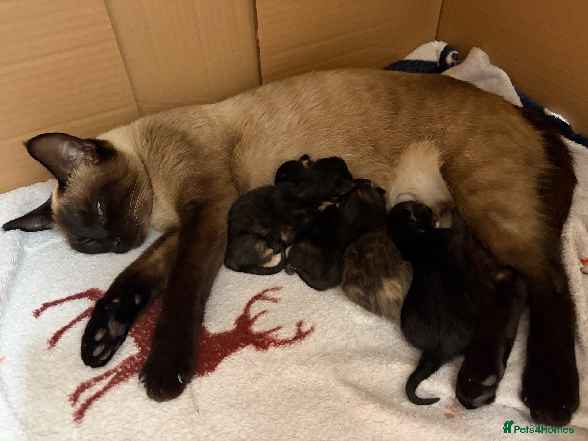 Mixed Breed cats Beautiful Part-Ragdoll Kittens - Advert 14