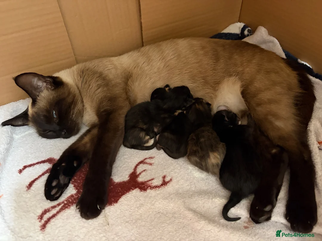 Mixed Breed cats for sale: Beautiful Part-Ragdoll Kittens in Bristol - Advert 1
