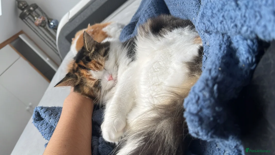 Persian cats for sale: 1 full persian and 2 mixed with British longhair  in Morden - Advert 2