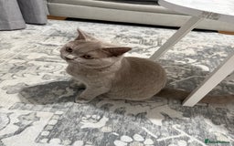 Brazilian Shorthair cats for sale: british short hair cats male  - Image 9
