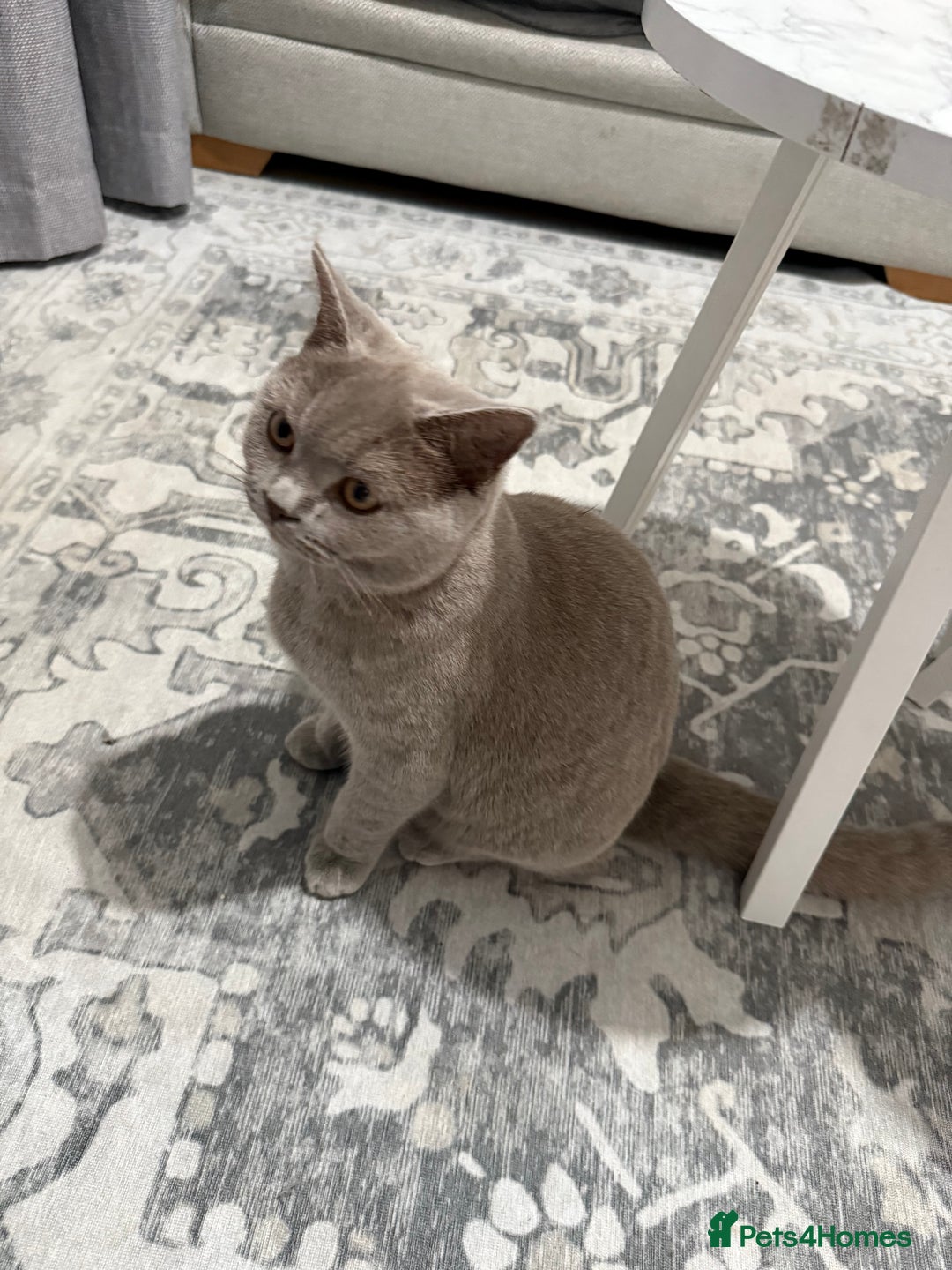 Brazilian Shorthair cats for sale: british short hair cats male  - Image 9