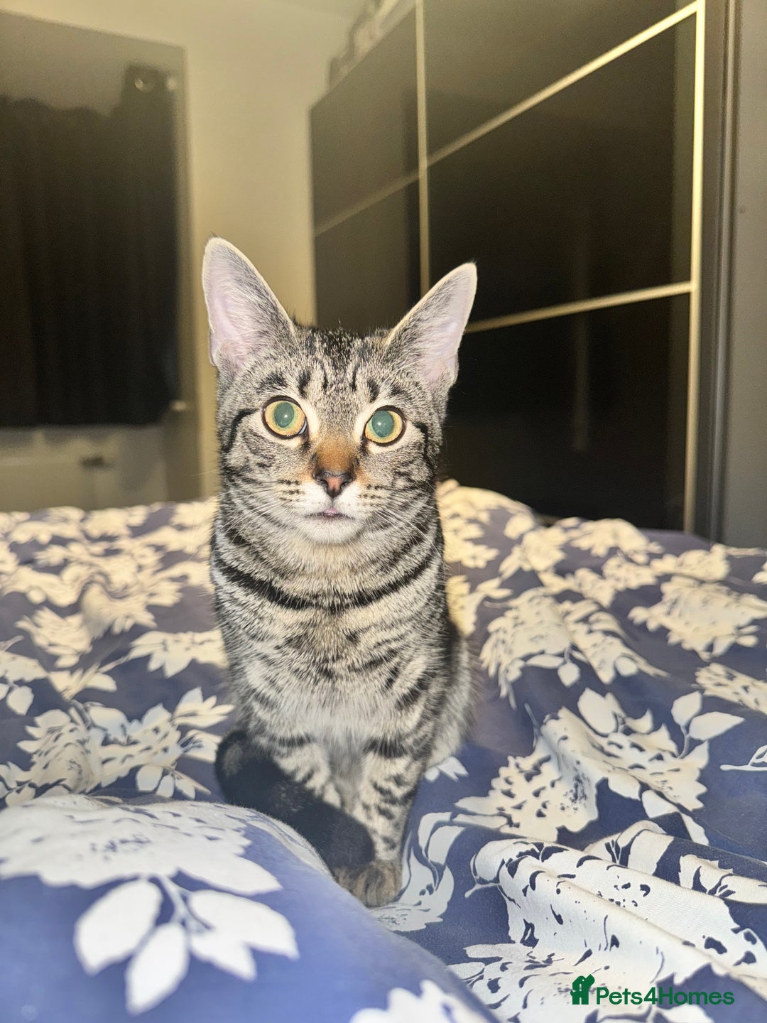 Mixed Breed cats for sale: Two Bonded Male Kittens – Neutered, Indoor - Advert 6