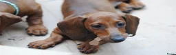 Dachshund dogs for sale: READY NOW Standard smooth haired dachshund  - Advert 6