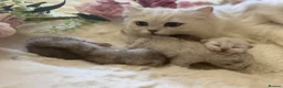 British Longhair cats for sale: Stunning Silver Tipped Longhair Kittens - Advert 10