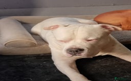 American Bull Staffy dogs for sale: American Staffie Bully Need a new home ASAP  - Image 3