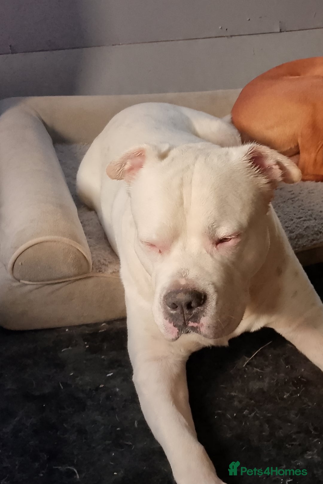 American Bull Staffy dogs for sale: American Staffie Bully Need a new home ASAP  - Image 3