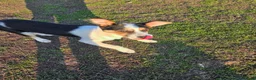 Mixed Breed dogs for adoption: 🐾❤️BONO – a Little Explorer With a Big Heart ❤️🐾 - Advert 6