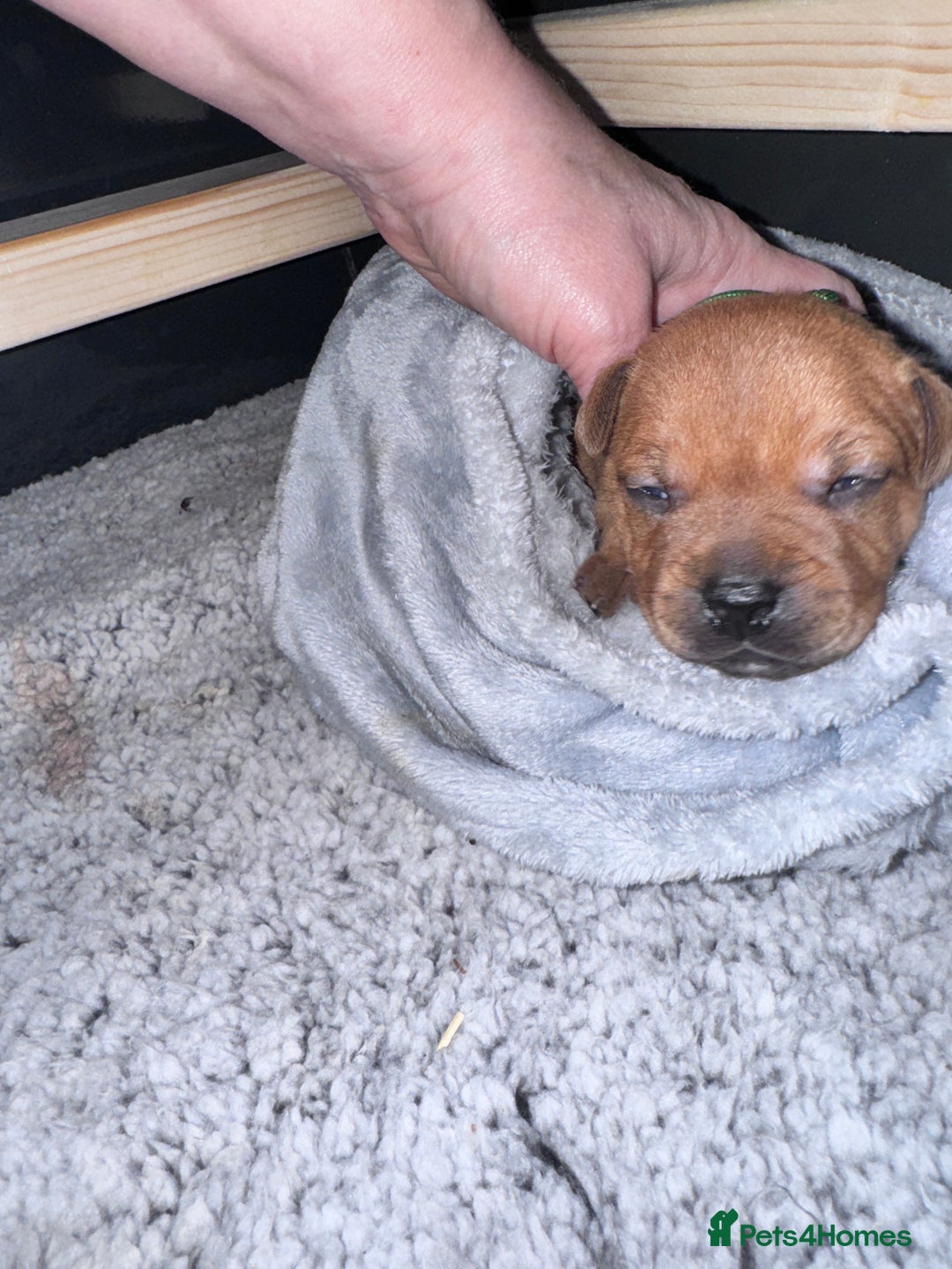 Staffordshire Bull Terrier dogs for sale: Beautiful litter of red staffy pups - Advert 7