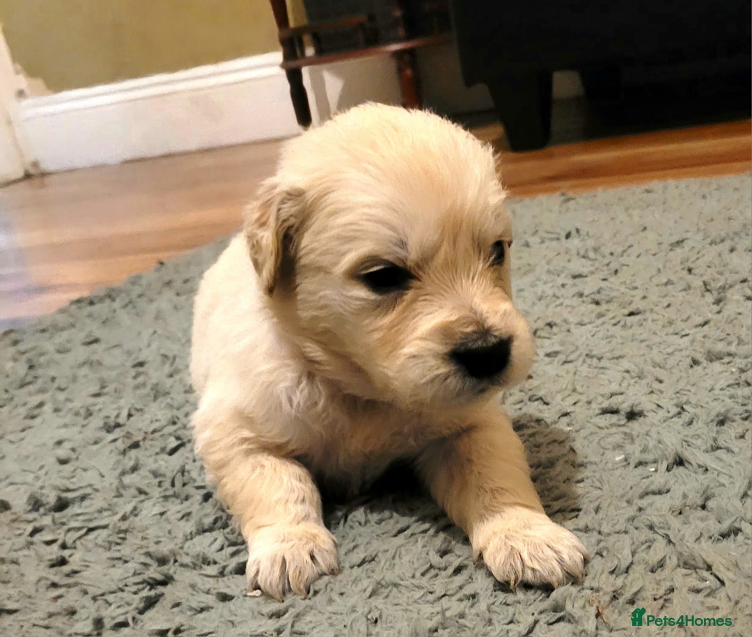 Golden Retriever dogs for sale: Golden Retriever - Advert 6