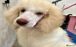 Standard Poodle dogs for sale: Stunning KC reg standard poodle  - Image 12