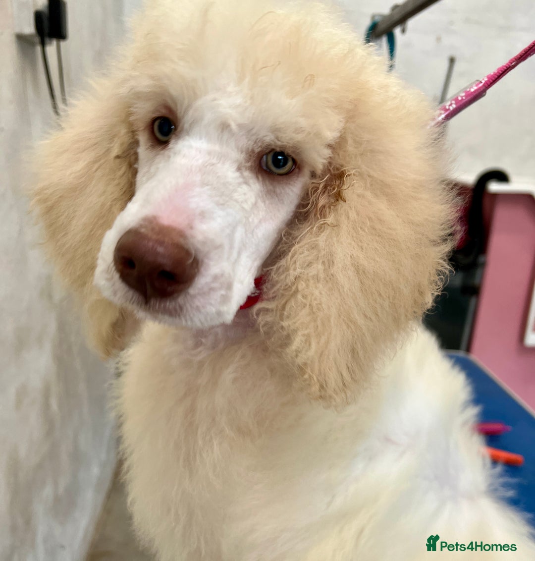 Standard Poodle dogs for sale: Stunning KC reg standard poodle  - Image 12