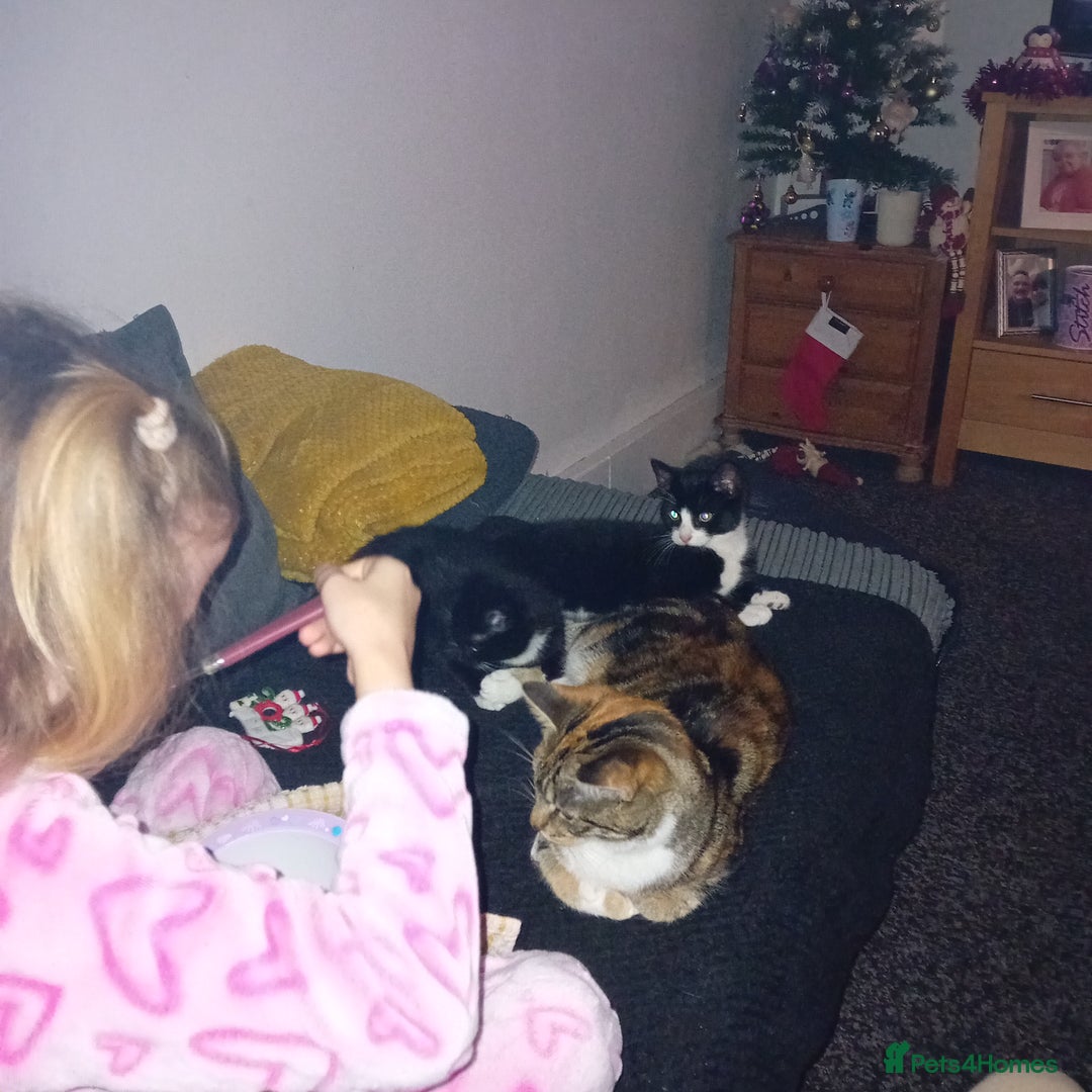 Mixed Breed cats for sale: 2 beautiful kittens - Advert 5