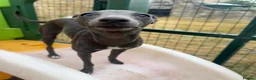Italian Greyhound dogs for sale: Beautiful, affectionate Italian Greyhound in Wetherby - Advert 4