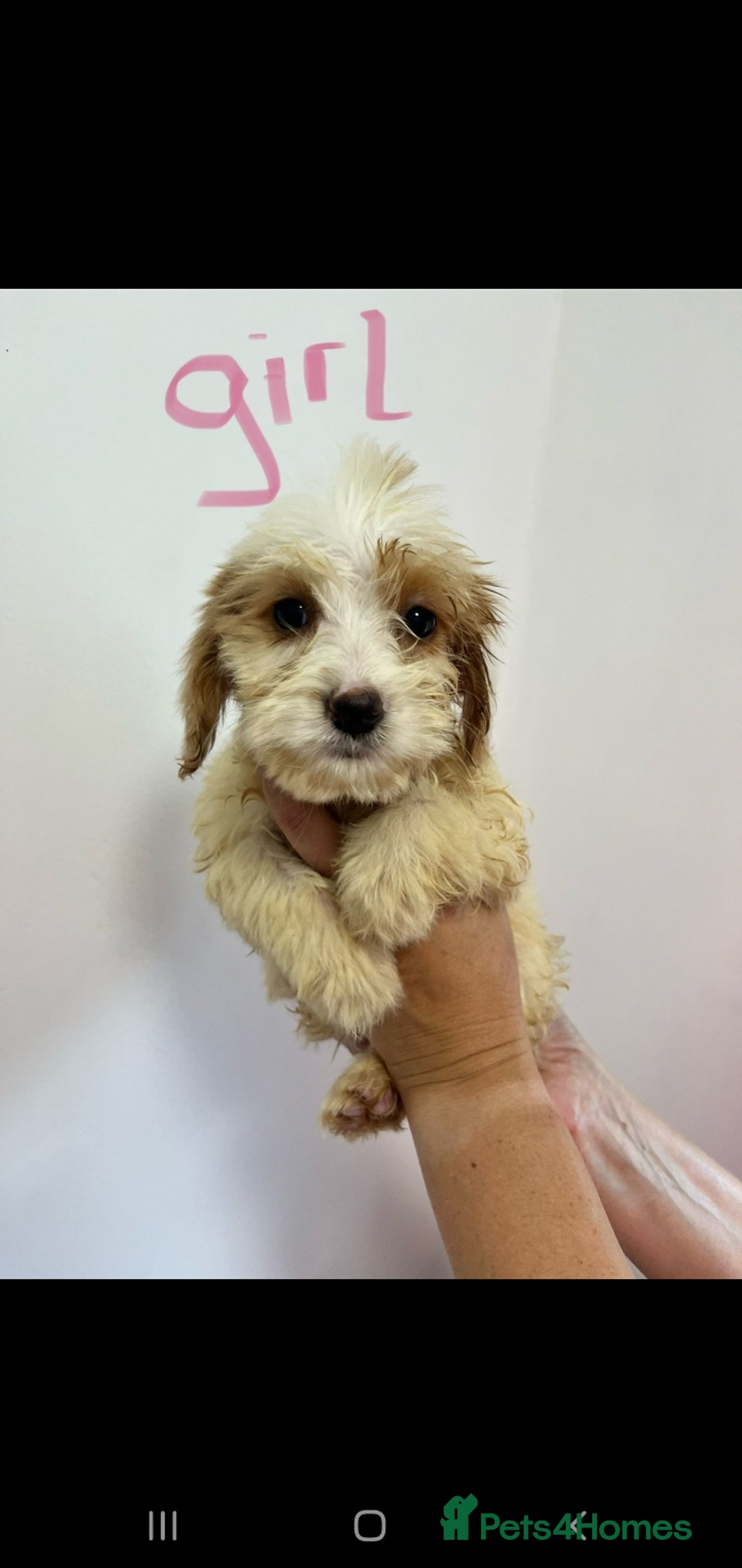 Cockapoo dogs for sale: Working cocker x cockapoo  puppies  - Image 3