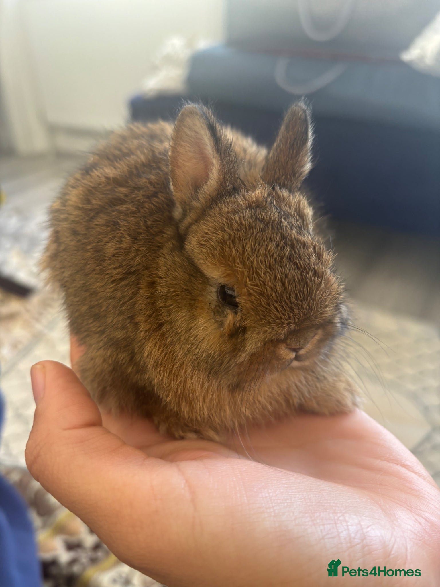 Netherland Dwarf rabbits for sale: Netherland dwarf  in Harrow - Advert 4
