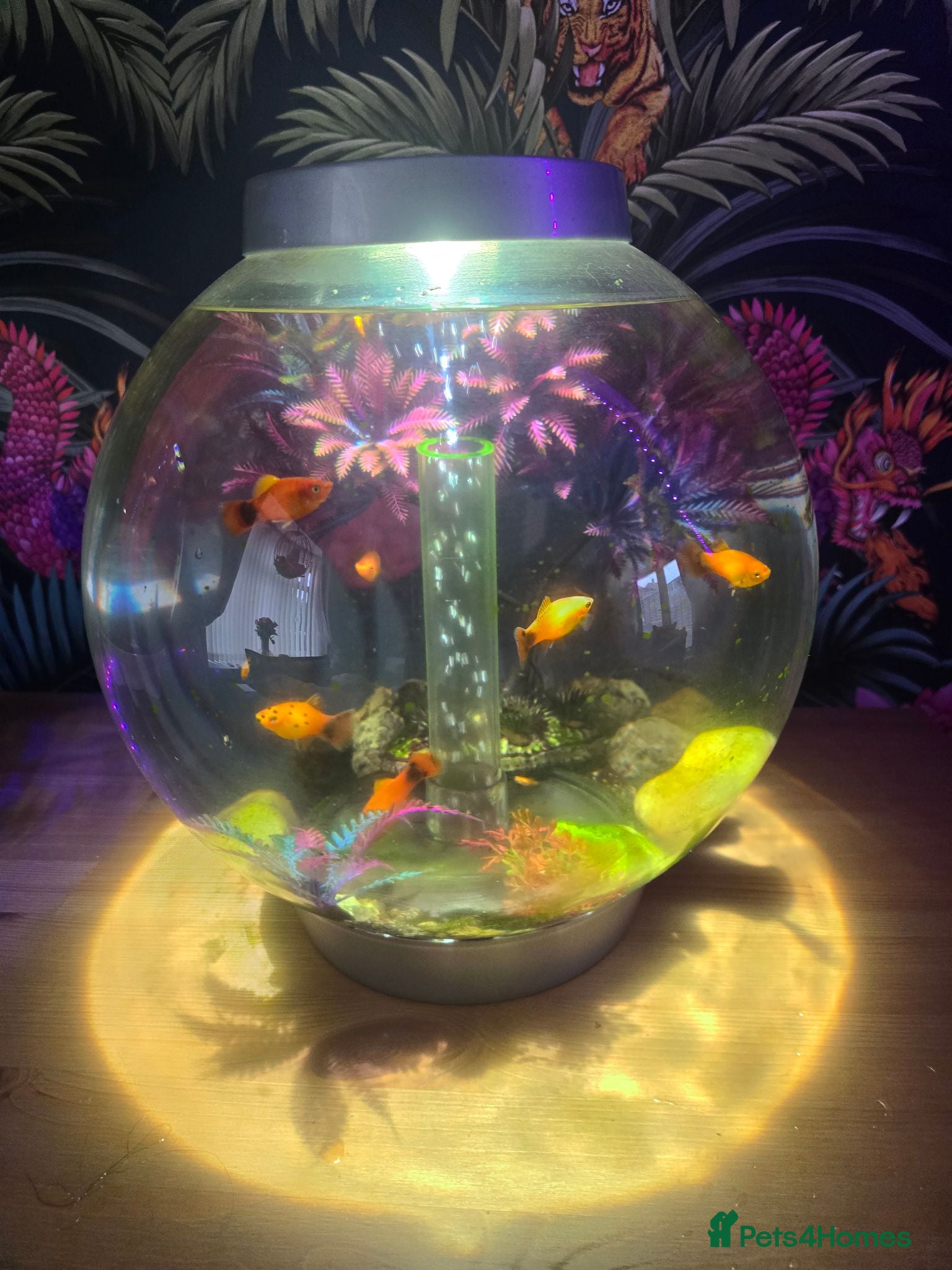 Platies fish Healthy Platies  - Advert 1
