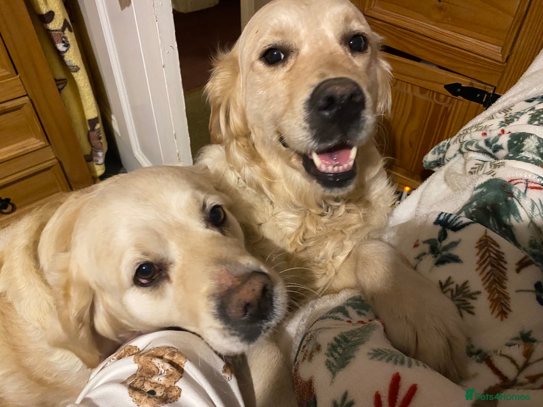 Golden Retriever dogs for sale: Stunning pale Golden Retriever puppies  - Advert 11