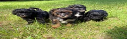 Cavapoo dogs for sale: Beautiful F1 Cavapoo Puppies - 1 Girl 3 Boys in Gosport - Advert 10