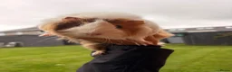 Guinea Pig rodents for sale: Female Guinea pigs  - Advert 5