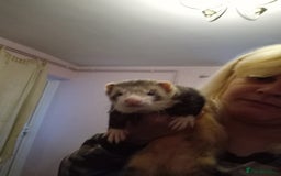Ferret rodents for sale: Danny  - Image 3