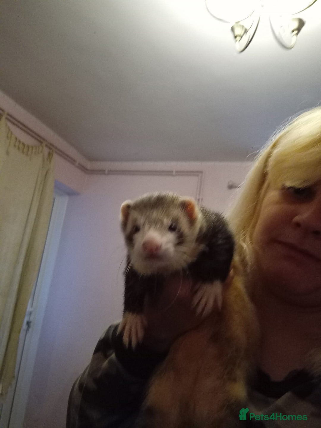 Ferret rodents for sale: Danny  - Image 3