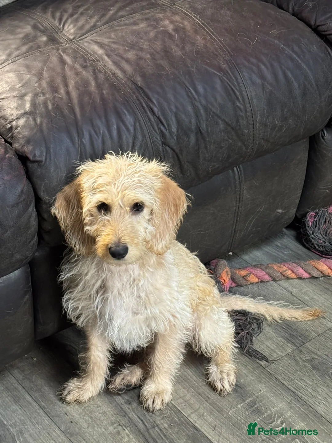 Mixed Breed dogs for sale: Male Double Doodle For Sale - Advert 2