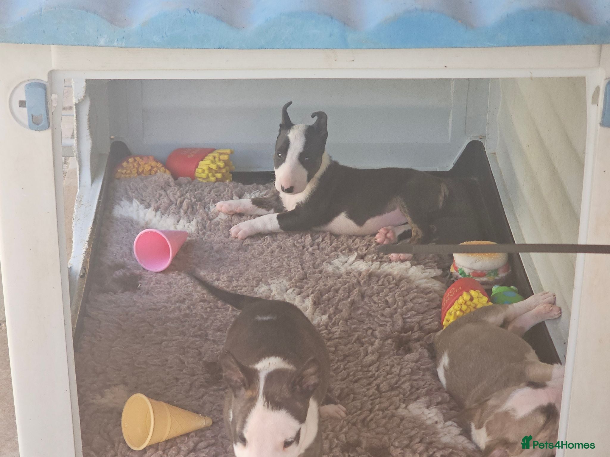 English Bull Terrier dogs English bullterrier pups for sale - Advert 2
