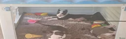 English Bull Terrier dogs for sale: English bullterrier pups for sale - Advert 2