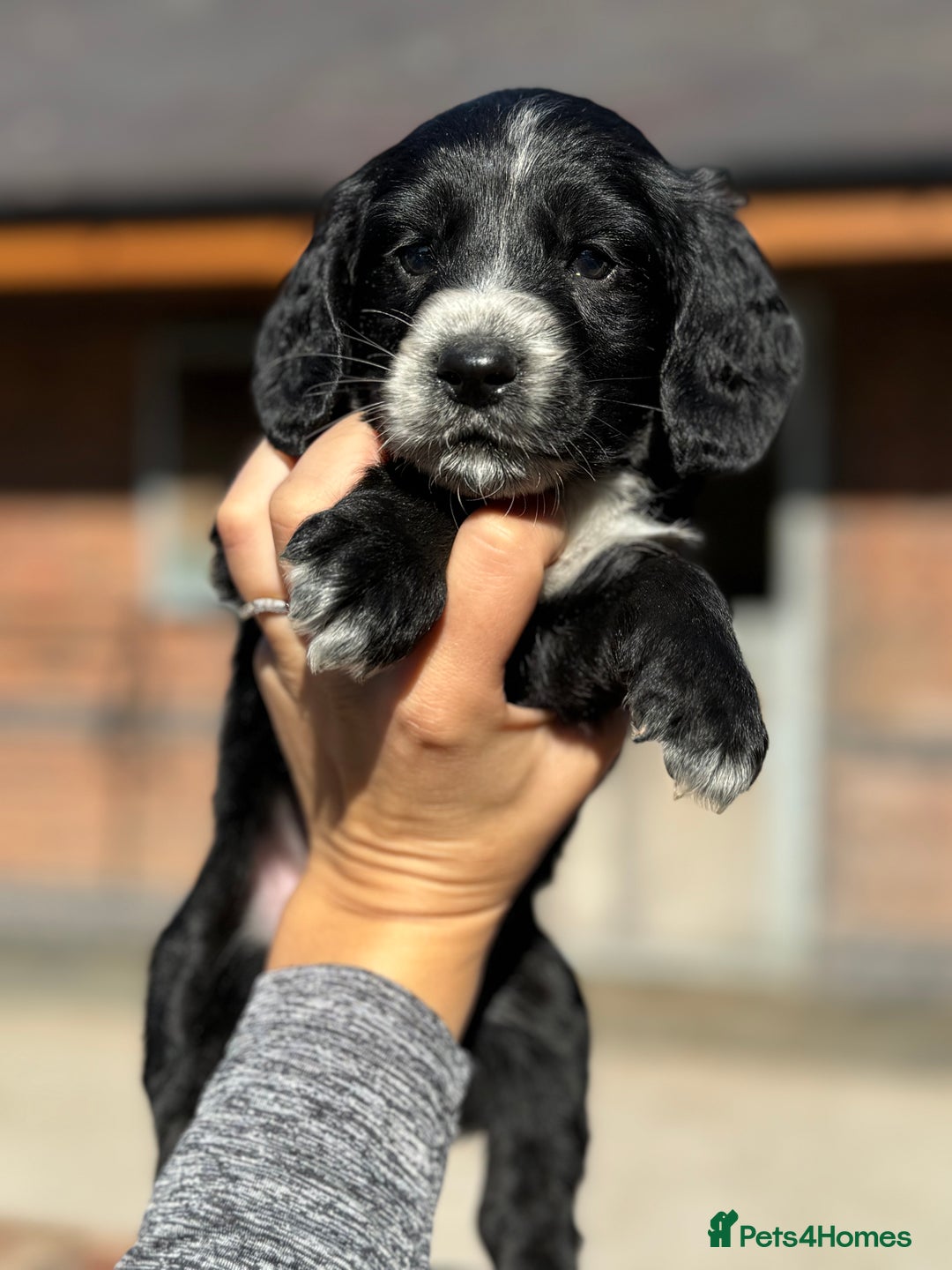 Cockapoo dogs for sale: Beautiful cockapoo puppys - Image 1