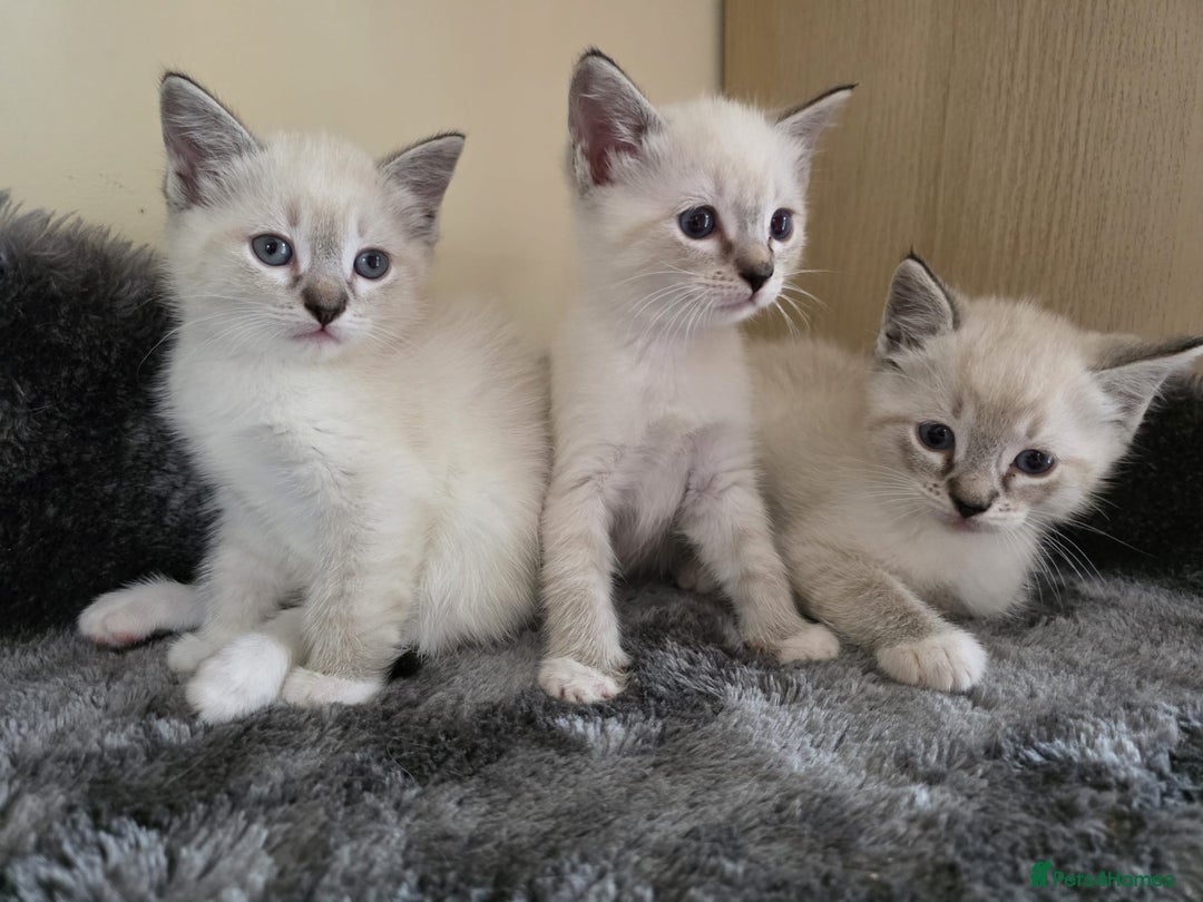 Ragdoll cats for sale: Ragdoll Cross kittens  - Image 18