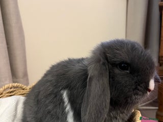 Mini Lop rabbits Gorgeous mini lops - Advert 13