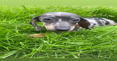 Dachshund dogs - Advert 6